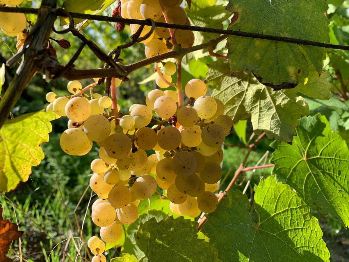 Zur Alten Rebe Ferienhaus Und Weingut كونز المظهر الخارجي الصورة